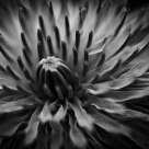 Opening Light